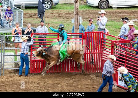 Ein Cowboy reitet auf einem wütenden Bullen bei einem Rodeo auf dem Noble County Fairgrounds in Kendallville, Indiana, USA. Stockfoto