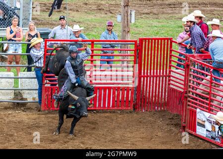 Ein Cowboy reitet auf einem wütenden Bullen bei einem Rodeo auf dem Noble County Fairgrounds in Kendallville, Indiana, USA. Stockfoto