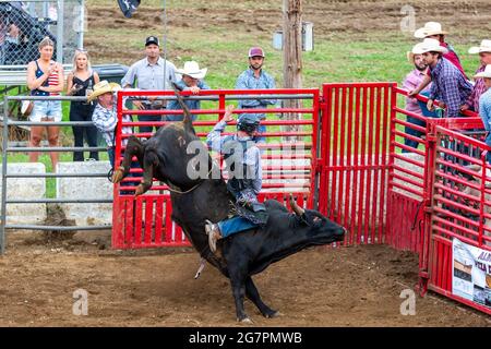 Ein Cowboy reitet auf einem wütenden Bullen bei einem Rodeo auf dem Noble County Fairgrounds in Kendallville, Indiana, USA. Stockfoto