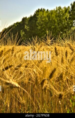 Weizenohren aus nächster Nähe bei Sonnenuntergang Stockfoto