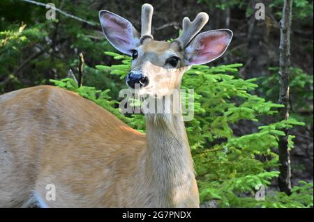 Majestätischer Maultierhirsch mit samtigem Geweih, der im Wald grast. Porträt eines weißen Schwanzhirsches mit Geweih. Stockfoto
