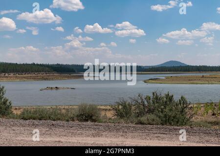 Rinder weiden in der Ferne am Thompson Reservoir in Lake County, Oregon. Der See ist bei extremer Trockenheit auf niedrigem Niveau. Stockfoto