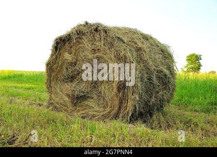 An einem sonnigen Sommertag liegt auf dem Feld ein Stapel frisches Heu, in einen Zylinder gerollt. Haushalt. Stockfoto