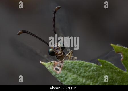 Ein erwachsenes Geweihe aus dem Bezirk Mendocino in Nordkalifornien. Die Larvenform dieser Insekten ist besser erkennbar, während Erwachsene selten gesehen werden. Stockfoto