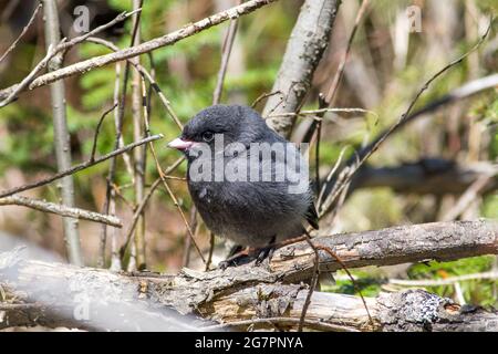 Jungling Canada Jay (Perisoreus canadensis) Stockfoto