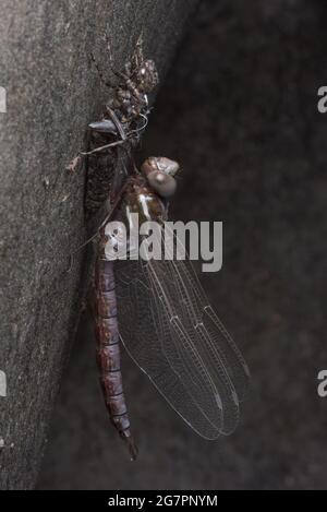 Ein Darner, der auch als Falknerlibelle bekannt ist, taucht als Erwachsener aus seinem Nymphenleben entlang eines kalifornischen Flusses auf. Stockfoto