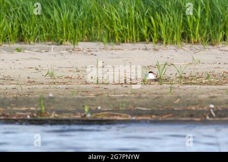 Seeschwalbe (Sterna hirundo), die auf einem Gelege sitzt. Stockfoto