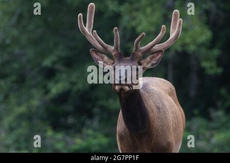 Roosevelt-Elch (Cervus canadensis roosevelti) mit Samt auf seinem Geweih, einer Unterart von Elch, die in Nordkalifornien, USA, gefunden wurde. Stockfoto