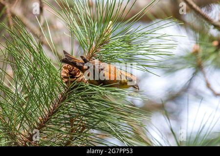 Typ 10 oder Sitka-Fichte Rote Kreuzschnabel (Loxia curvirostra), die rote Pinienkerne fressen. Stockfoto