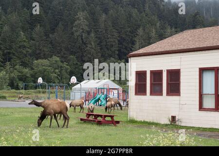 Eine Herde roosevelt-Elche (Cervus canadensis roosevelti), die um Gebäude in der Stadt Orick in Nordkalifornien grast. Stockfoto