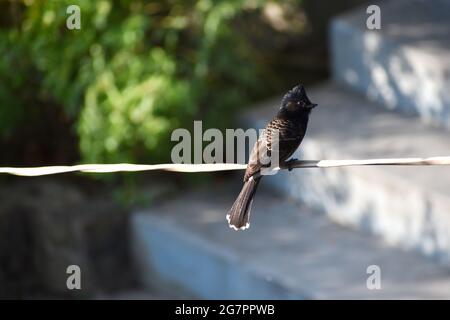 Nahaufnahme von Red Vented Bulbul, der an einem sonnigen Tag auf einem weißen Draht steht Stockfoto