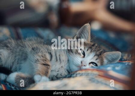 Niedliche Kätzchen schlafen auf Decke. Nahaufnahme Stockfoto