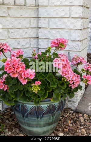 Rosa zweifarbige Geranien, Pelargonium, in einem farbenfrohen dekorativen Keramiktopf gegen eine weiß gestrichene Ziegelwand. Stockfoto