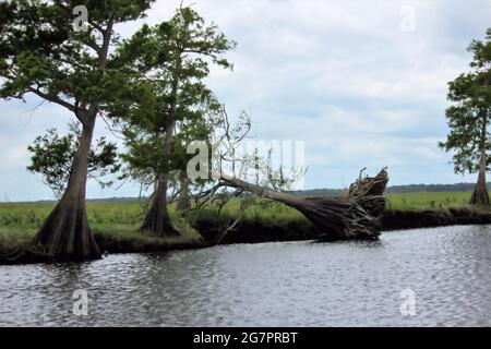 Ein gefallener Baum ein Fluss, der durch den Sumpf fließt Stockfoto