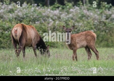 Ein roosevelt-Elchkalb (Cervus canadensis roosevelti) in einem Grasland in Nordkalifornien. Stockfoto