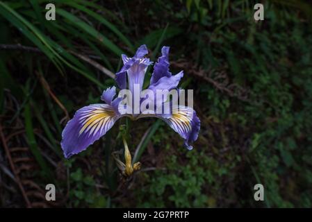 Iris douglasiana, die Douglas-Iris ist eine wunderschöne violette Blume aus Nordkalifornien Stockfoto