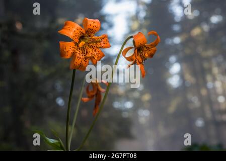 Mehrere Columbia Lilies (Lilium columbianum) blühen im nordkalifornischen Redwood Forest im Del Norte County. Stockfoto