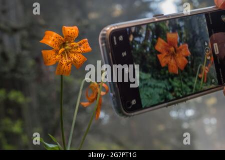 Ein Smartphone, das verwendet wird, um ein Foto einer wilden Lilienblume (Lilium sp) im Wald von Nordkalifornien im County Del Norte zu machen. Stockfoto