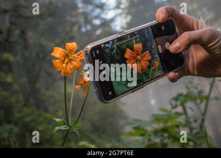 Ein Smartphone, das verwendet wird, um ein Foto einer wilden Lilienblume (Lilium sp) im Wald von Nordkalifornien im County Del Norte zu machen. Stockfoto