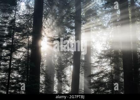 Ein nebliger Morgen im Redwood-Wald, während die Sonne durch den Nebel und die Redwood-Bäume in der Wildnis von Del Norte County, Kalifornien, scheint. Stockfoto