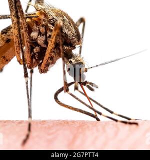 Gefährliche Malaria infizierte Moskitobiss isoliert auf Weiß. Leishmaniose, Encephalitis, Gelbfieber, Dengue, Malaria, Mayaro oder Zika Virus I Stockfoto