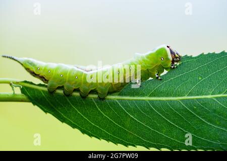 Cerura Vinula oder Puss Moth Caterpillar auf grünem Hintergrund Makro Stockfoto