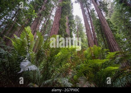 Üppige Farne und hohe Redwood-Bäume (Sequoia sempervirens) im Jedediah Smith Redwoods State Park in Nordkalifornien, USA. Stockfoto