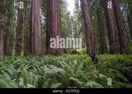 Üppige Farne und hohe Redwood-Bäume (Sequoia sempervirens) im Jedediah Smith Redwoods State Park in Nordkalifornien, USA. Stockfoto