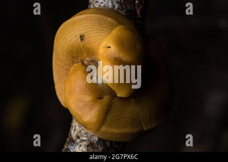 Pacific Banana Slug (Ariolimax columbianus) paart in einem kalifornischen Wald. Stockfoto