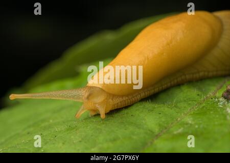 Pacific Banana Slug (Ariolimax columbianus) ernährt sich von der Vegetation in Kalifornien. Stockfoto