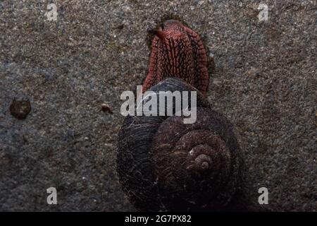 Das Rotholz-Seitenband (Monadenia infumata) ist eine bedrohte Schnecke, die in Kalifornien, USA, endemisch ist. Stockfoto