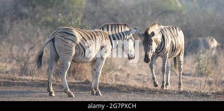 Zwei Zebra-Hengste stehen vor dem Kampf während der Goldenen Stunde in Südafrika RSA Stockfoto