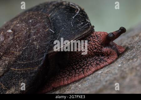 Das Rotholz-Seitenband (Monadenia infumata) ist eine bedrohte Schnecke, die in Kalifornien, USA, endemisch ist. Stockfoto