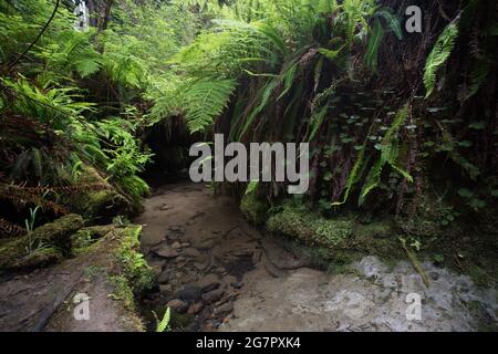 Ein kleiner Süßwasserbach, umgeben von üppiger Vegetation und überhängenden Farnen in Nordkalifornien. Stockfoto