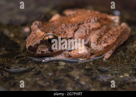 Der Küstenschwanzfrosch (Ascaphus truei) ist eine ungewöhnliche Amphibie, die in West-Nordamerika endemisch ist. Stockfoto