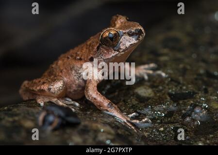 Der Küstenschwanzfrosch (Ascaphus truei) ist eine ungewöhnliche Amphibie, die in West-Nordamerika endemisch ist. Stockfoto