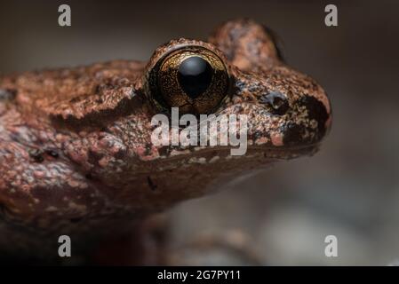 Der Küstenschwanzfrosch (Ascaphus truei) ist eine ungewöhnliche Amphibie, die in West-Nordamerika endemisch ist. Stockfoto