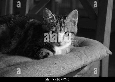 Porträt einer schönen Katze, die in Graustufen ruht Stockfoto