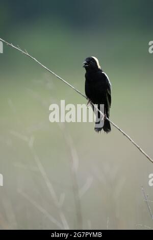 Selektive Fokusaufnahme eines schwarzen Drongo-Vogels, der auf einem dünnen Ast sitzt Stockfoto