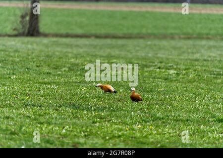 Ein paar ruddige Shelducks grasen auf dem Feld Stockfoto