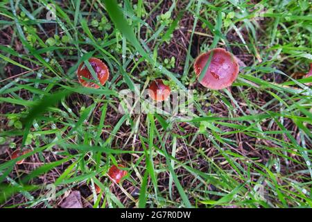 Kleine rote Pilze werden vermutlich als Mycena viscidocruenta im Linear Park in Adelaide Australien gezüchtet Stockfoto