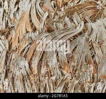 Textur des Baumstamms der Palme, der auf dem Küstenhintergrund wächst. Stockfoto