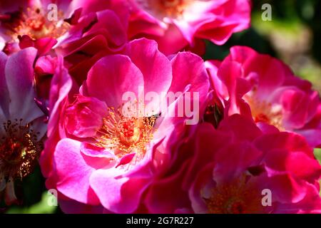 Stock Foto von Elizabeth Dostie Photography. Aufgenommen im städtischen Rosengarten El Paso Stockfoto