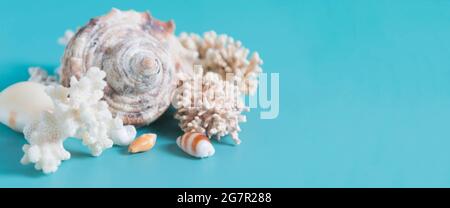 Sommer Meer Hintergrund - Muscheln und Korallen auf einem blauen Hintergrund. Stockfoto