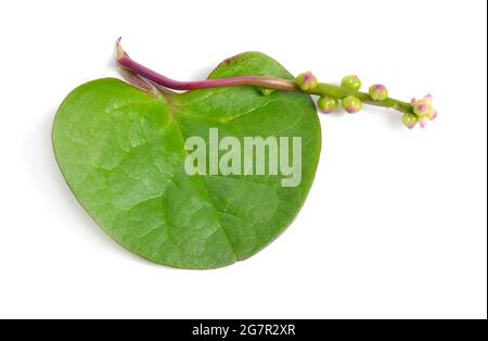 Basella alba ist unter verschiedenen gebräuchlichen Namen bekannt, darunter Malabar-Spinat, Weinspinat und Ceylon-Spinat. Isoliert auf weißem Hintergrund. Stockfoto