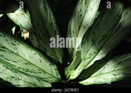 Nahaufnahme der Natur grün aglaonema chinesischen immergrünen Blätter mit Sonnenlicht mit dunklem Hintergrund für Tapete ausgesetzt Stockfoto