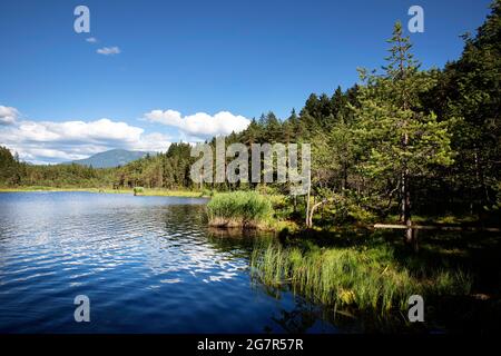 egelsee, umgeben von Mooren und Mooren. Österreich, Oberösterreich, Oberösterreich Stockfoto