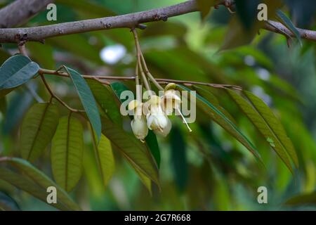 Durian Blumen sind im Begriff zu blühen, hängen über dem Durian Baum. , Blume Durian auf Durian Bäume im Obstgarten, König der Früchte in Thailand. Stockfoto