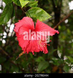 Vertikale Aufnahme eines roten Hibiskus mit grünen Blättern Stockfoto