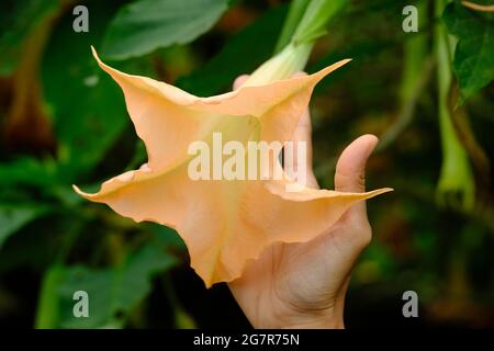 Indonesien Yogyakarta - Brugmansia - giftige Engelstrompete Stockfoto